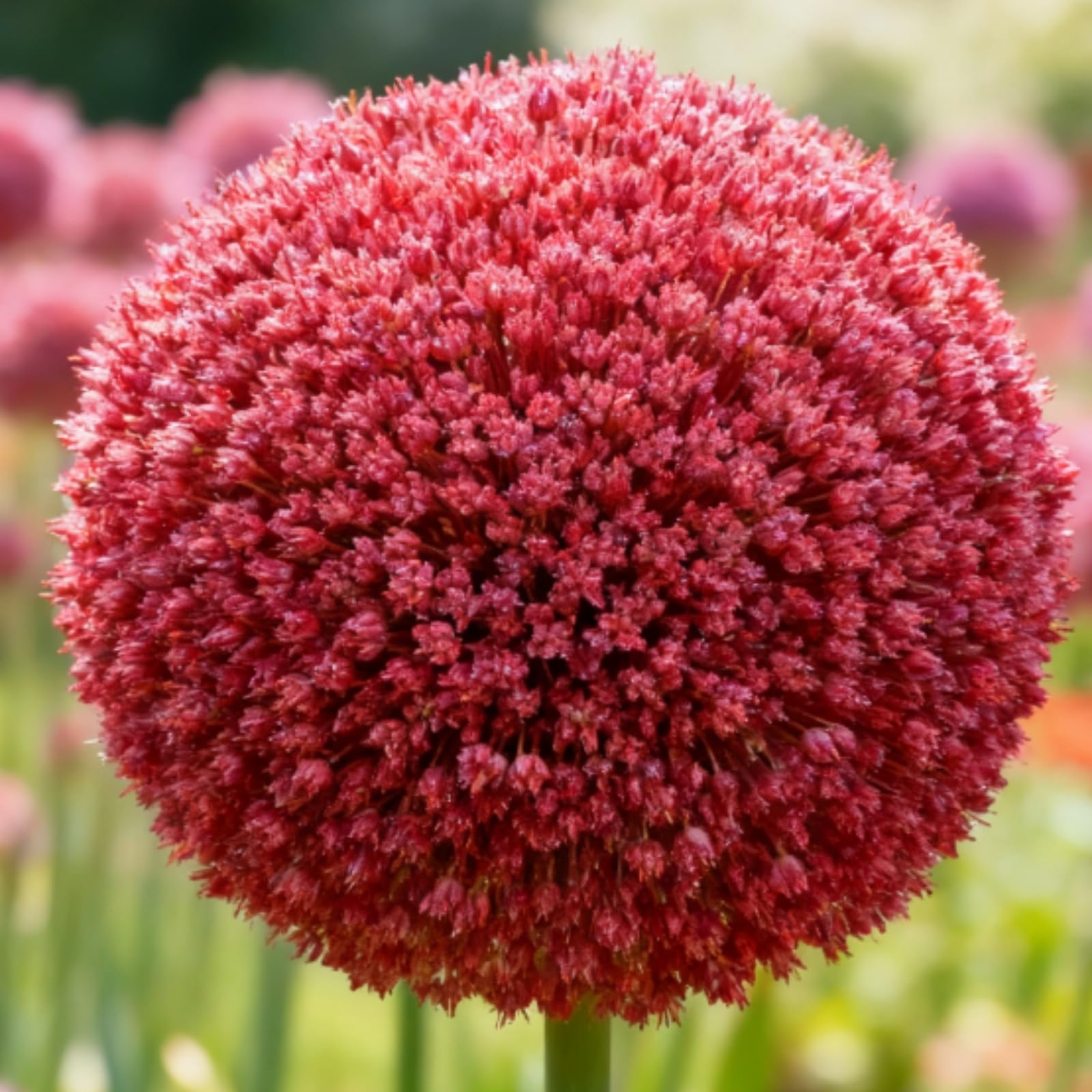 Allium for Planting UK, Hardy Perennial, Excellent Display, Mix Greening Flower, Natural Organic, Wedding, Balcony Garden-8 Bulbs-B