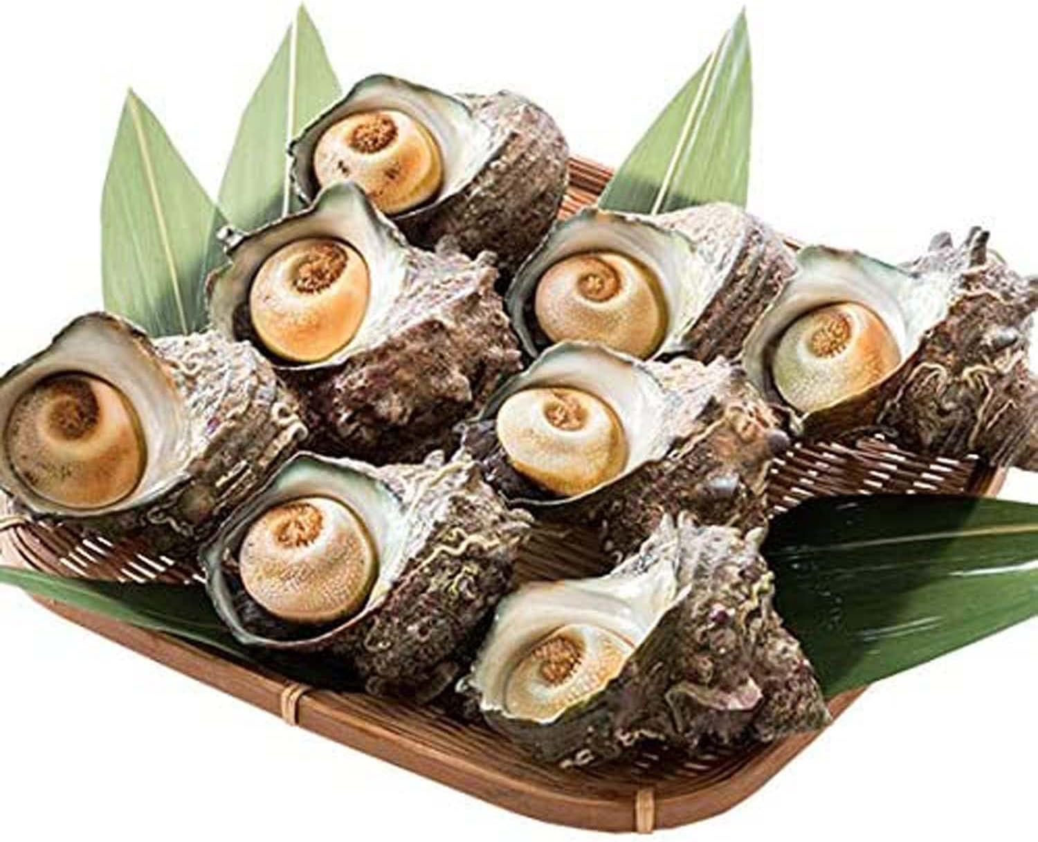 港ダイニングしおそう サザエ 特大サイズ 1kg 天然 活 (1粒110g以上/約7-8粒)福井県産 さざえ 【冷凍/常温商品との同梱不可】 ギフト