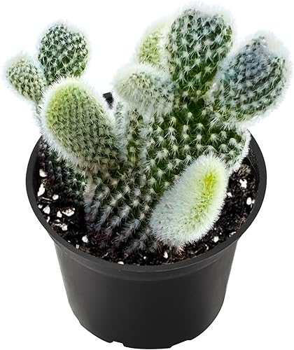Suculenta viva de 2 pulgadas, cactus de oreja de conejo, plantas suculentas raras totalmente enraizadas en macetas, planta de casa única para