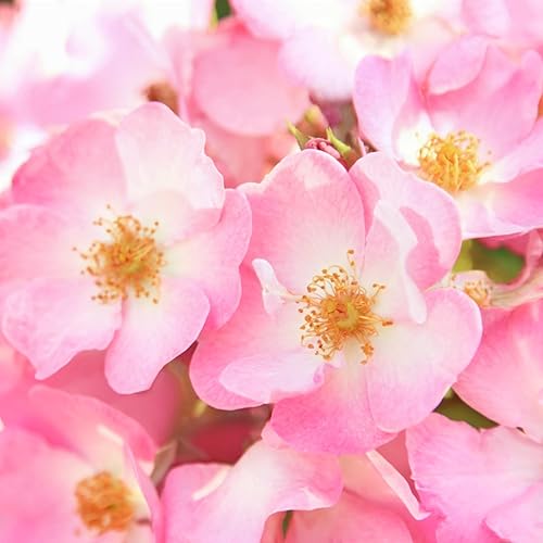 Miniatura 2 de Weleda Crema suavizante para ojos Wild Rose, 0.34 onzas, 0.34 onzas