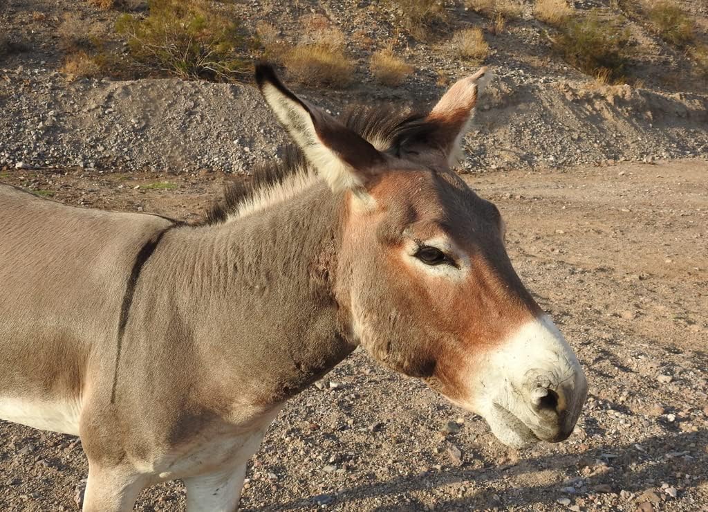 Noah Jigsaw Puzzle Wild Burro Enjoying a Sunny Day in The Lake Mojave Wilderness, Outside of Bullhead City, Arizona 1000 Pieces