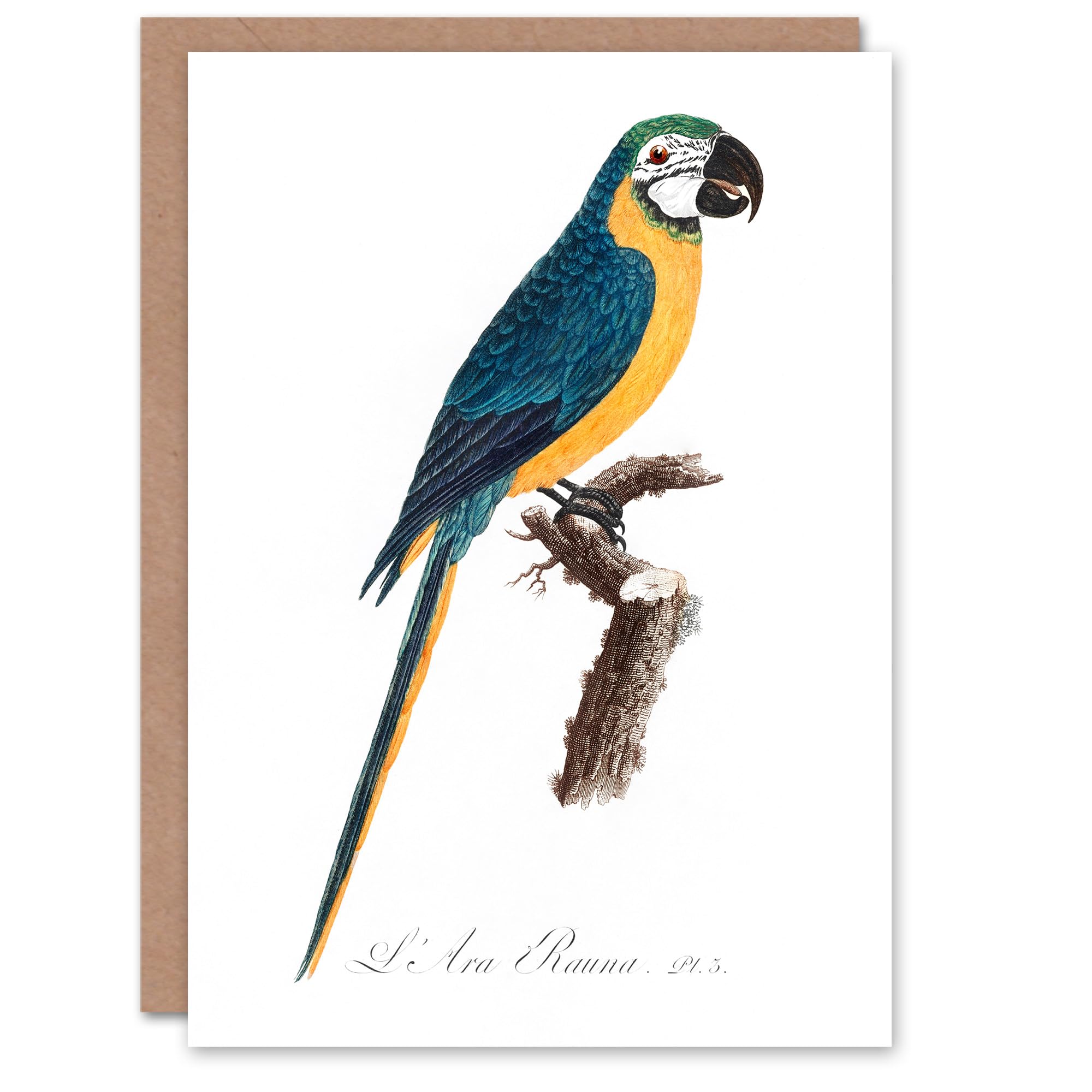 Artery8 Francois Levaillant Art Card Blue and Yellow Macaw Parrot