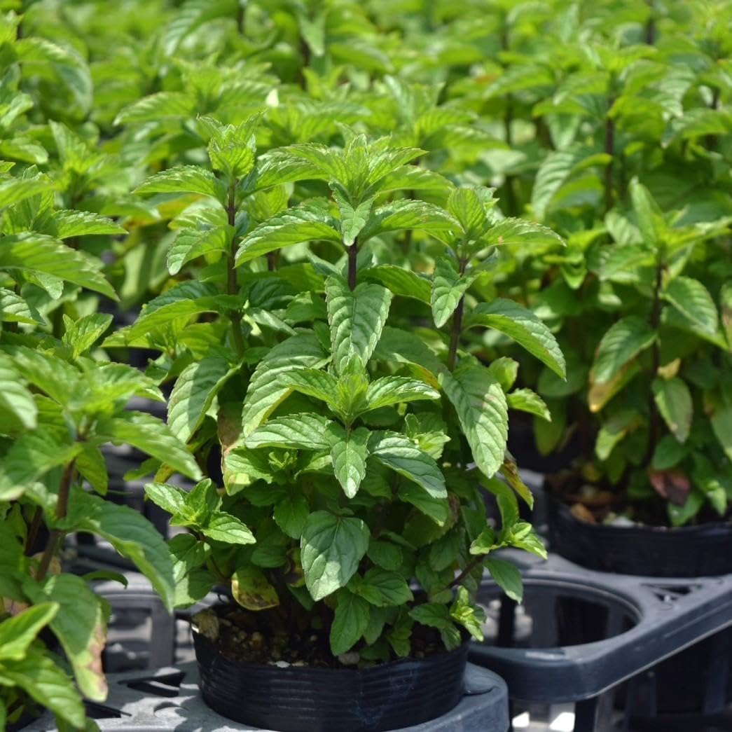 アガベ パープソラム 帝釈天 輸入株 発根済み アガベ帝釈天（大株