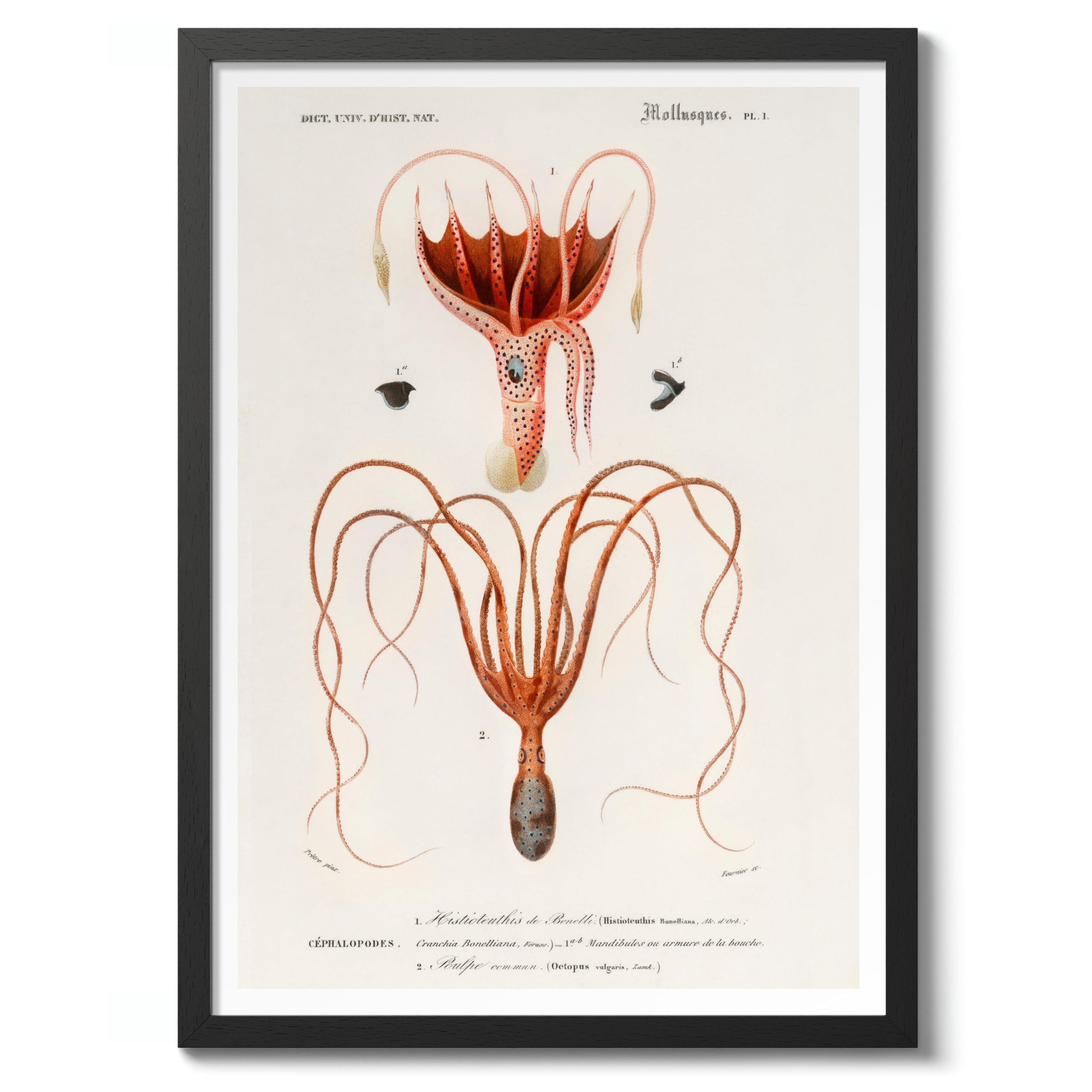 Squid & Octopus Charles Dessalines D'Orbigny Poster, Vintage Botanical Prints, Encyclopedia Retro Wall Art Home Decor, Archival Matte, A2 (Black Frame) - 59.4x42cm โ image 1