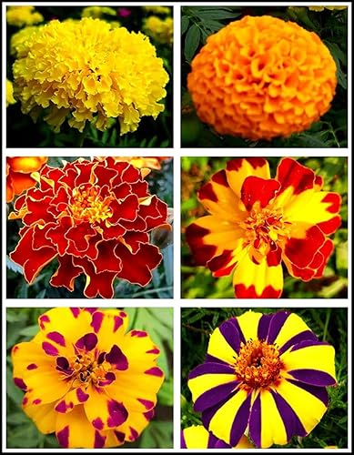 200 piezas de semillas mixtas de caléndula para decoración del hogar bonsái