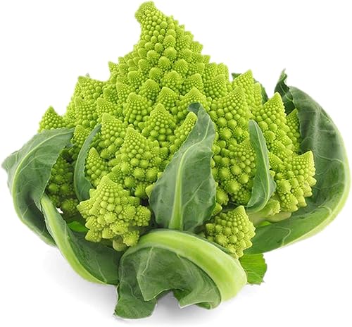 Miniatura 4 de UtopiaSeeds Romanesco Seeds - Semillas Romanesco de Brócoli - Semillas de coliflor Romanesco