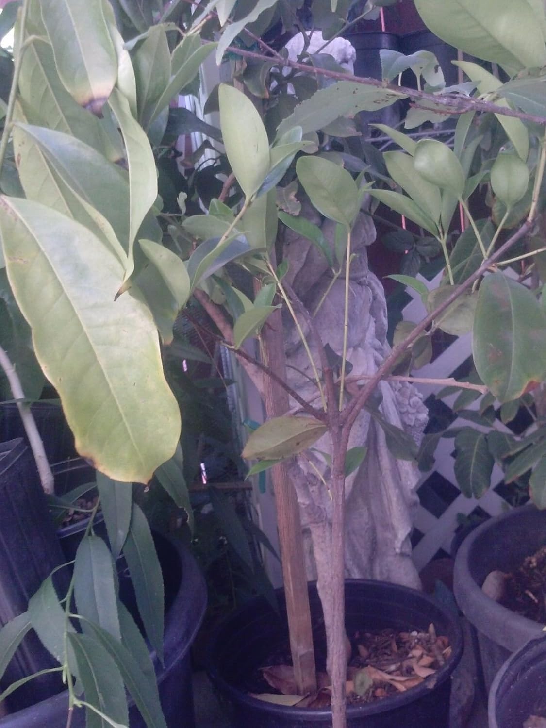 Grumichama Cherry Nice Plant - 2 Feet Tall - Ship in 1 Gal Pot