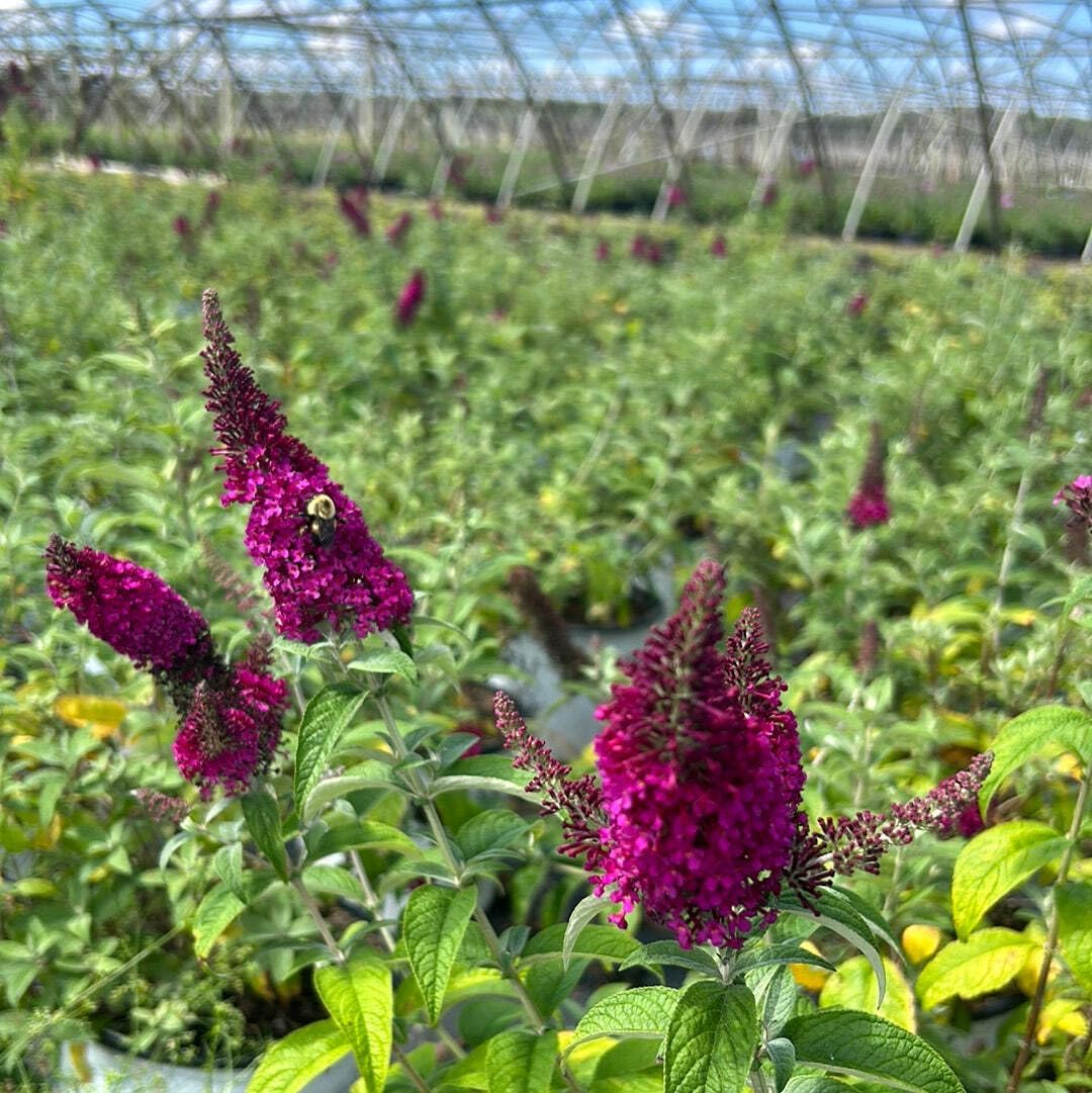 Miss Molly Butterfly Bush, 3 Gallon