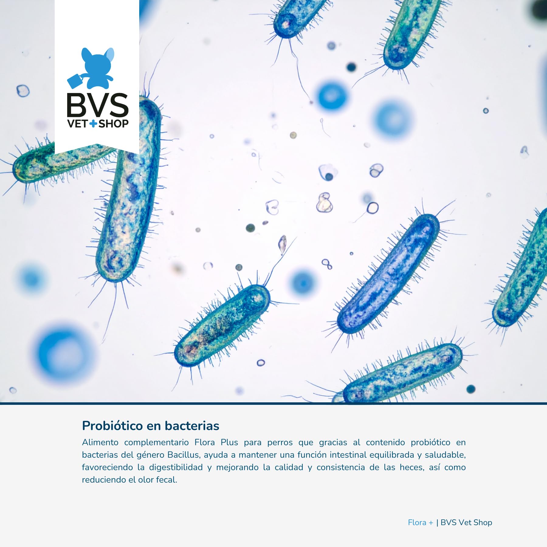 BVS Vet Shop | Flora Plus Probióticos para Perros | Ayuda a Mantener una Flora intestinal equilibrada y Saludable en tu Mascota |
