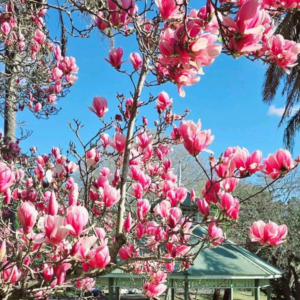Jane Magnolia Live Plant 2-3 Feet Tall in 3 Gallon Pot, Pink Flowering Magnolia Tree for Outdoor Garden, No Ship to CA