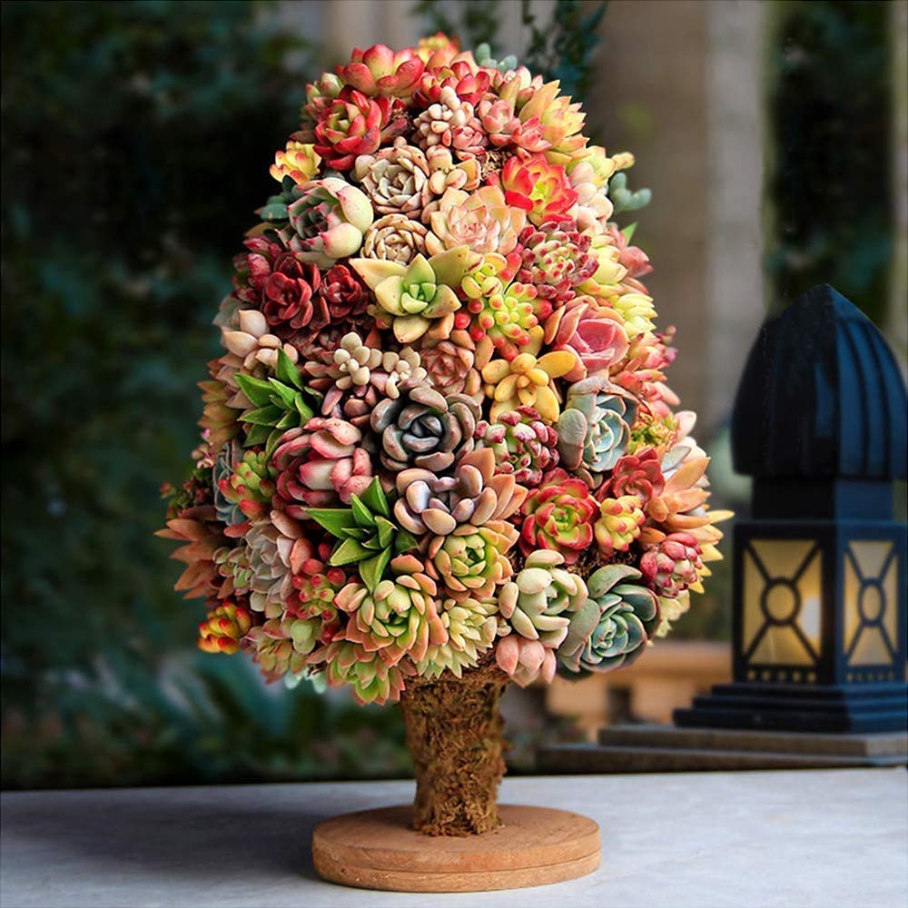 Earth Hopper Air Purifier Ornamental Rosettes Mix Succulent Seeds Pack - 35 Seeds Eco Pack - Grow Indoor & Outdoor