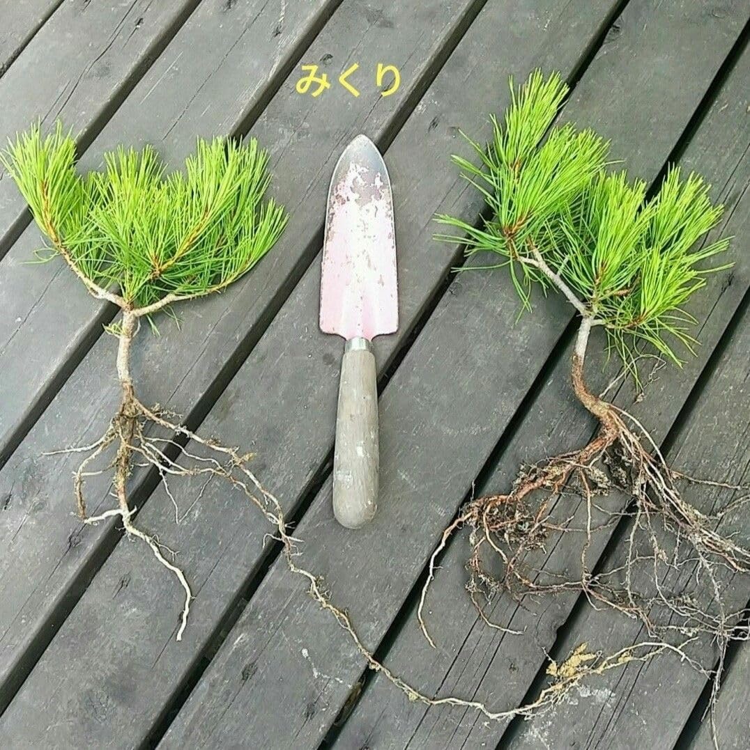 ユッカリギダ 3苗 抜き苗 ユッカ リギダ 6苗 抜き苗 ユッカ フィリ