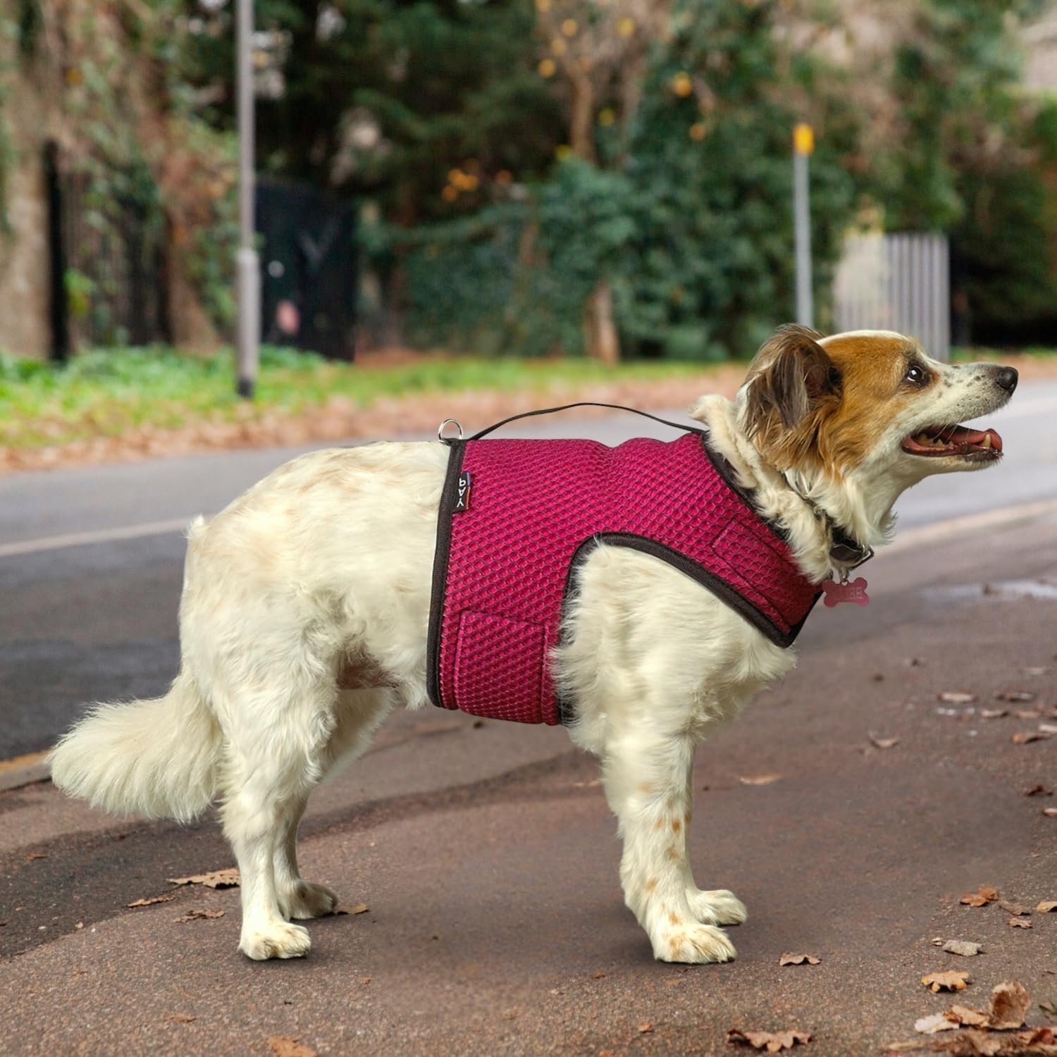 YAP Pet Performance Wrap®; Choke-Free Medium Dog Harness, Anti-Static Mesh Puppy Harness with Handle for Emergency, Reversible Dog in Training Vest Compatible with Universal Pet Seat Belt Orange