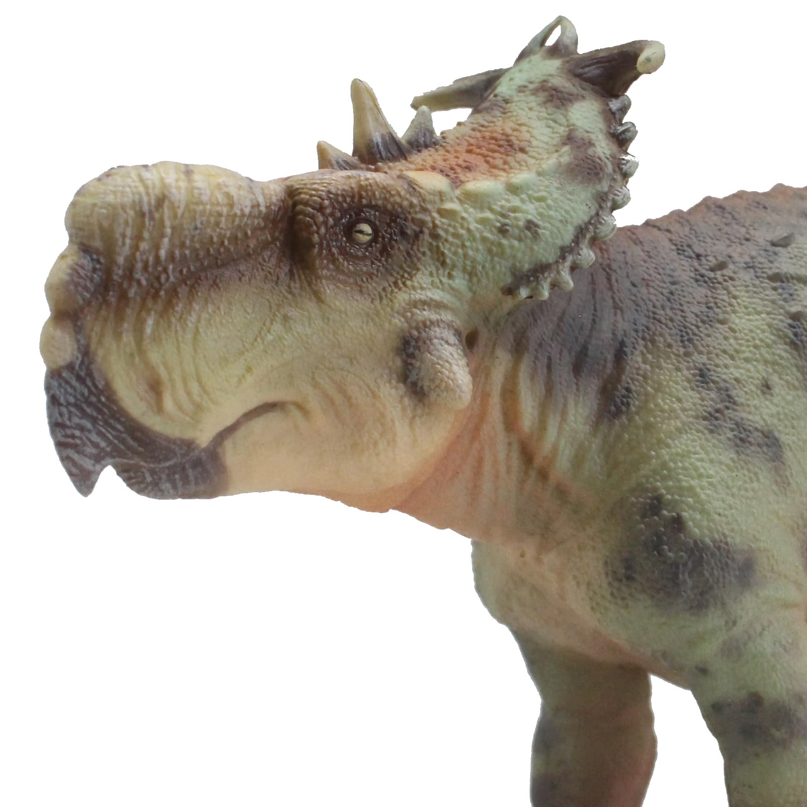 AMITD Pachyrhinosaurus (GuoSheng)