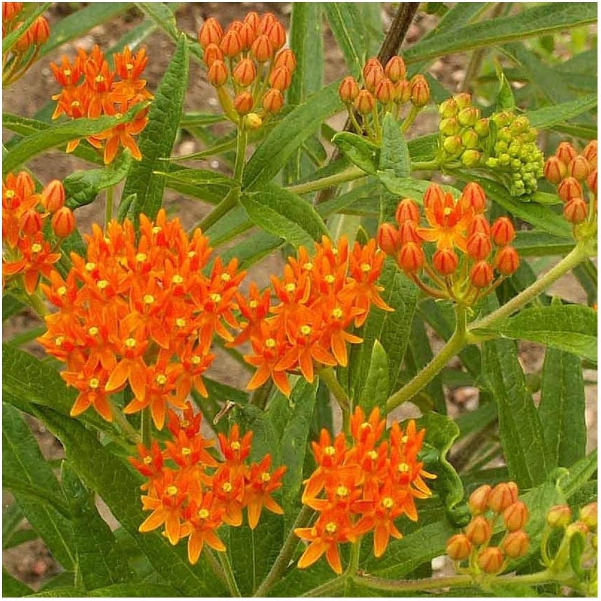 Everwilde Farms - 1 Oz Butterfly Weed Native Wildflower Seeds - Gold Vault