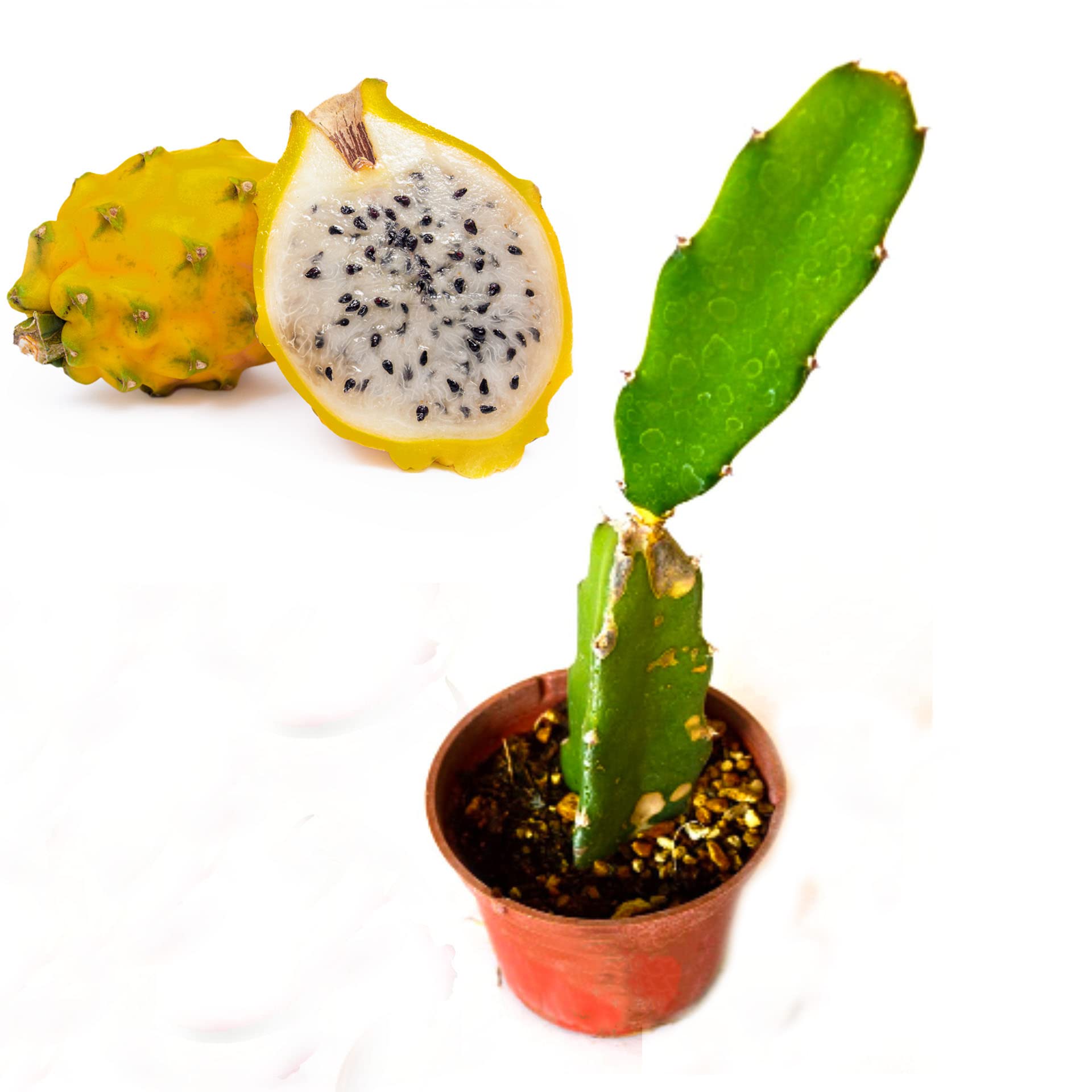 Cloud Farm Dragon Fruit Hybrid Live Plant - Yellow Skin with White Flesh. (B0B65WM5G3) Amazon Price History, Amazon Price Tracker