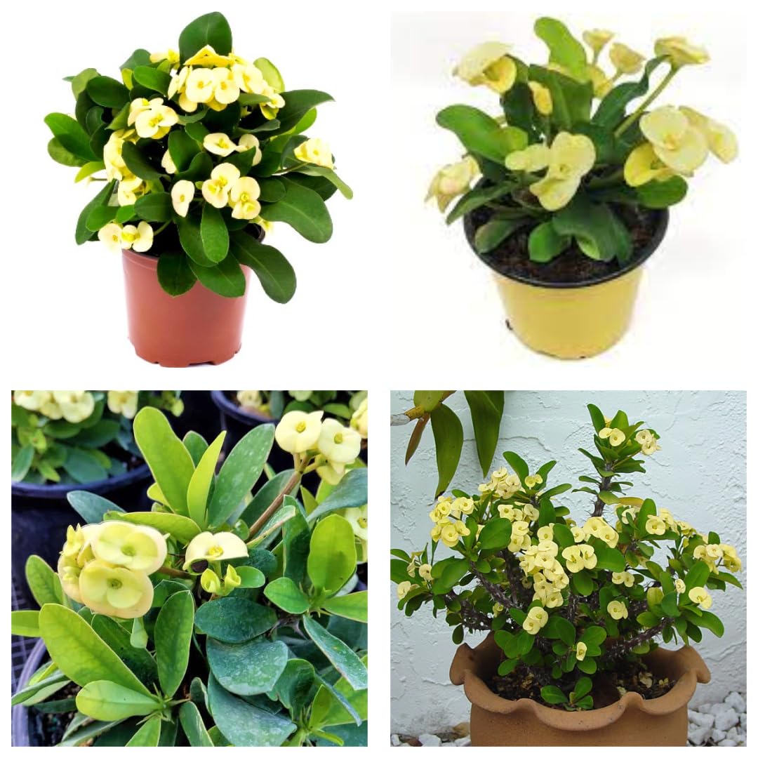12 Months All-Time Hybrid Yellow Mili Flower Live Plant in a Pot