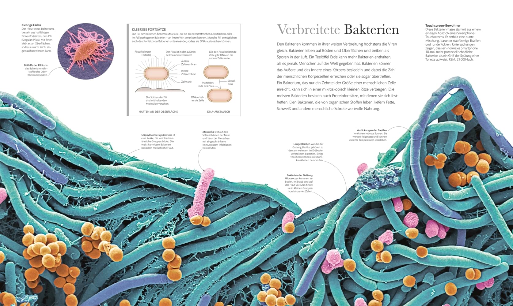 Mikrokosmos - Wunderwelt der kleinsten Lebewesen: Mikroskopbilder und atemberaubende Makrofotografien illustrieren die unsichtbare Welt unseres Mikrokosmos (DK Wunderwelten)