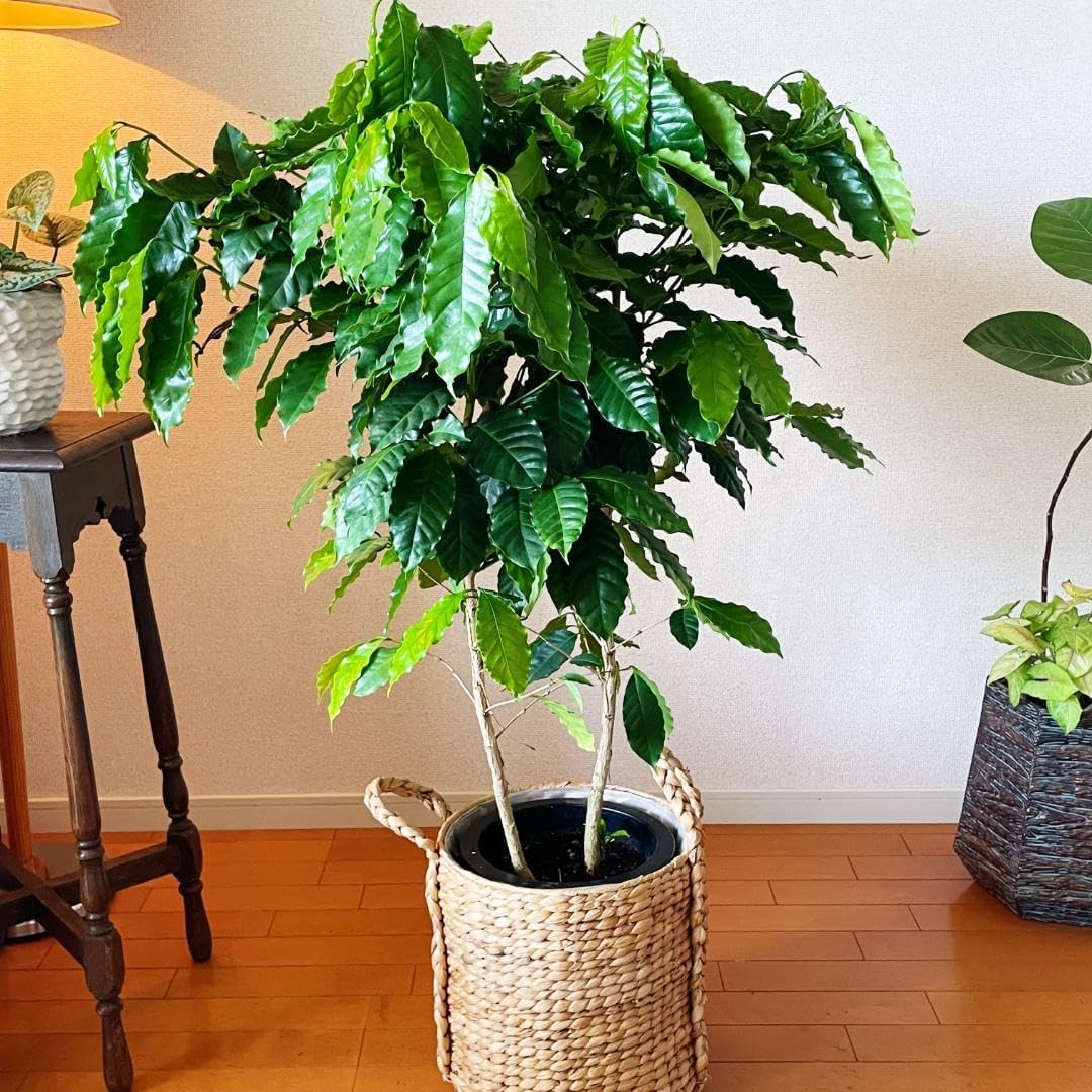 極美斑入り モンステラ ホワイトタイガー 大株 74cm 希少 人気 観葉