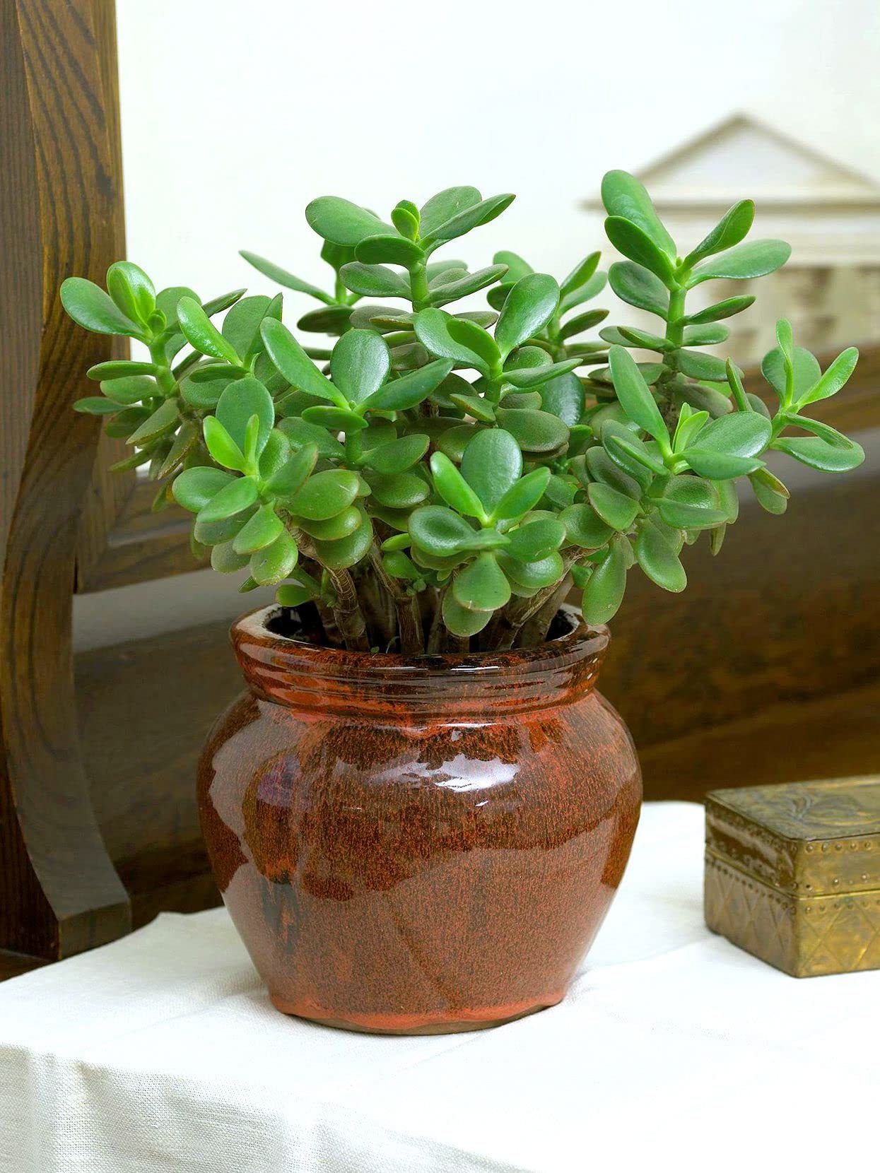 Big jade plant indoor live plant - Small, Good Luck Jade Plant,perfect for Green Ambiance and Positive Vibes! plants (Pack of 1)-image-22