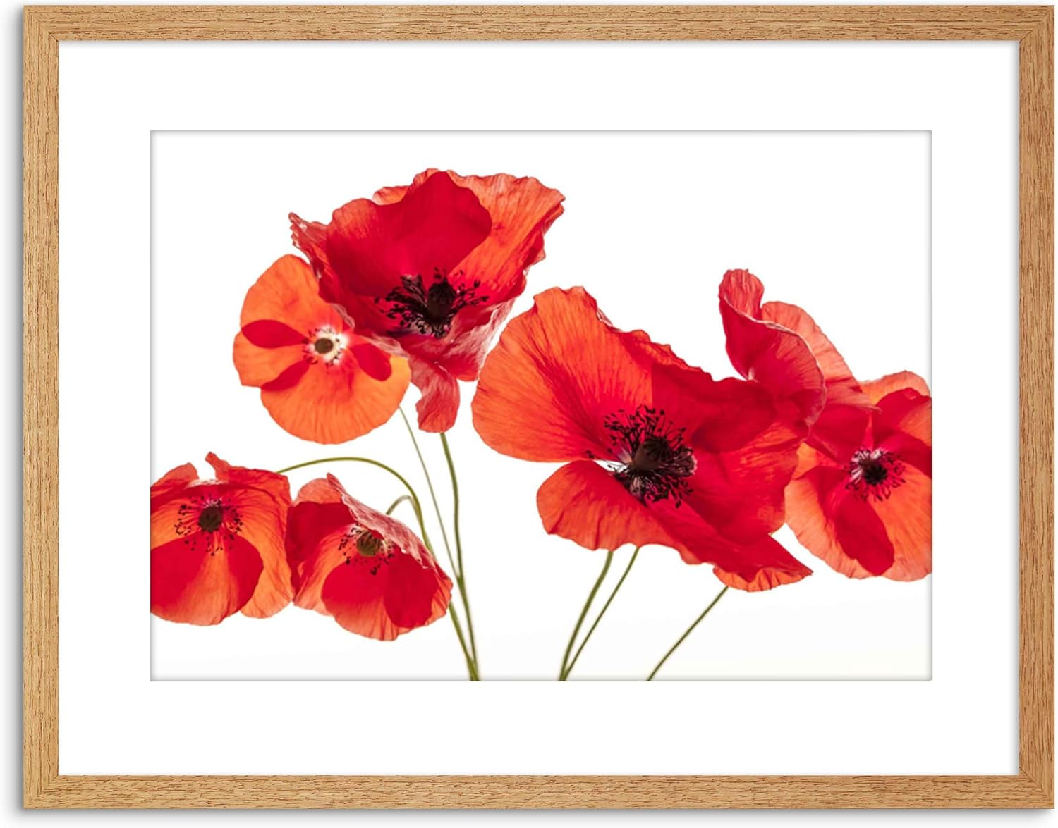 The Art Stop Photo Nature Flower Poppy Heads RED Petals Framed Print F97X5428