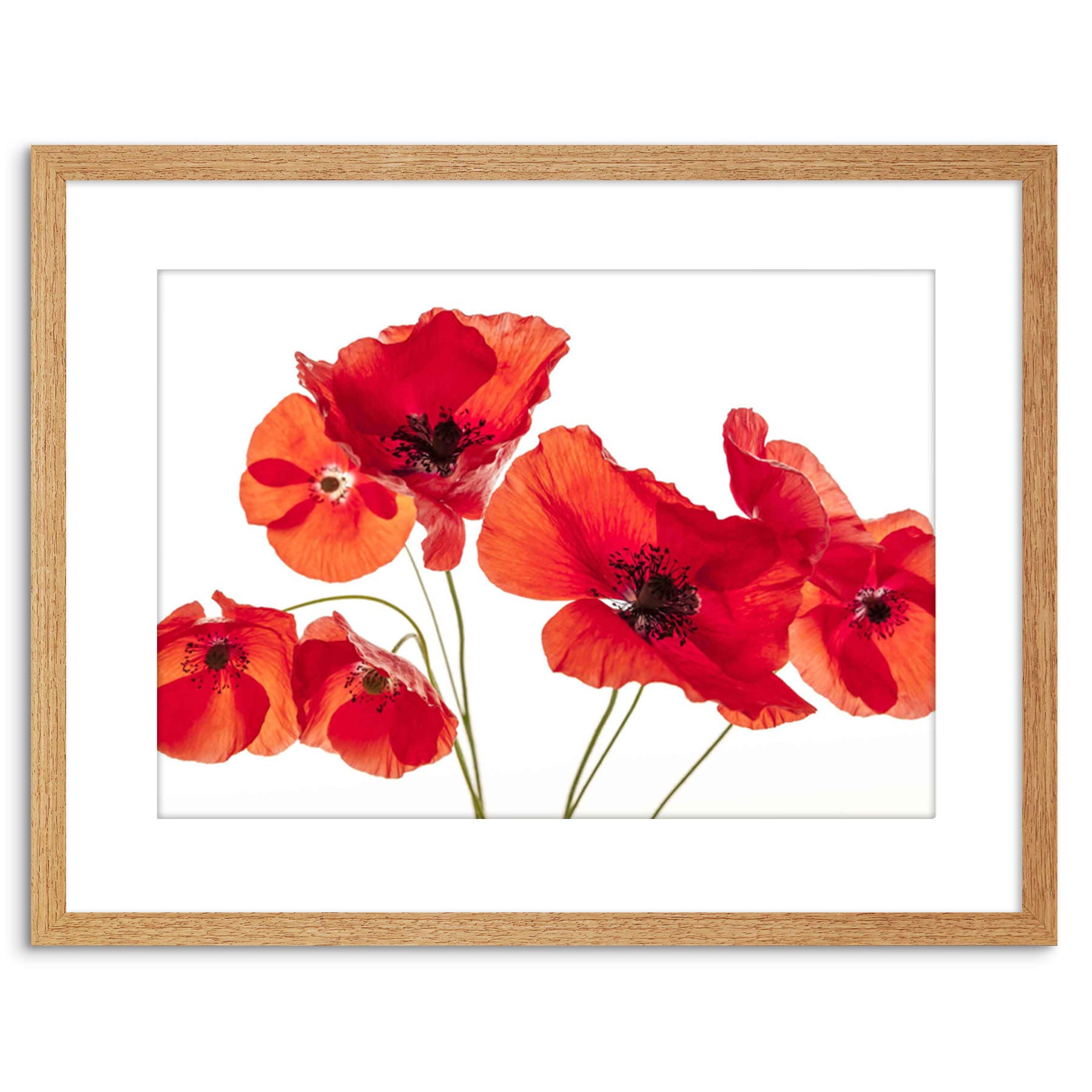 Wee Blue Coo Light Oak Photo Nature Flower Poppy Heads Red Petals Framed Wall Art Print