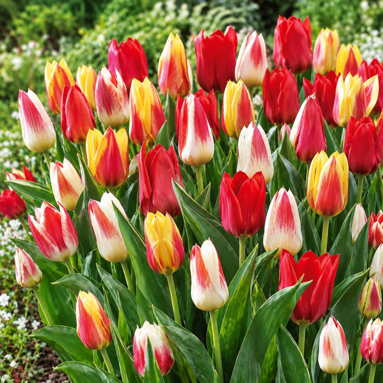 Holländische Tulpenzwiebeln Selection | Exklusive Sorten-Kollektion von Herbst bis Frühling | Garantierte Blüte, 50 Blumenzwiebeln – BOTANISCHE TULPEN IM MIX