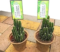 Decorative Plants to Carry Healing and Happiness [Electromagnetic Cactus "Cereus" Coco Pot with Pot Plate, Set of 2, Health, Relieves Tired Office, Newlyweds, Wedding, Anniversary, Birthday, Respect
