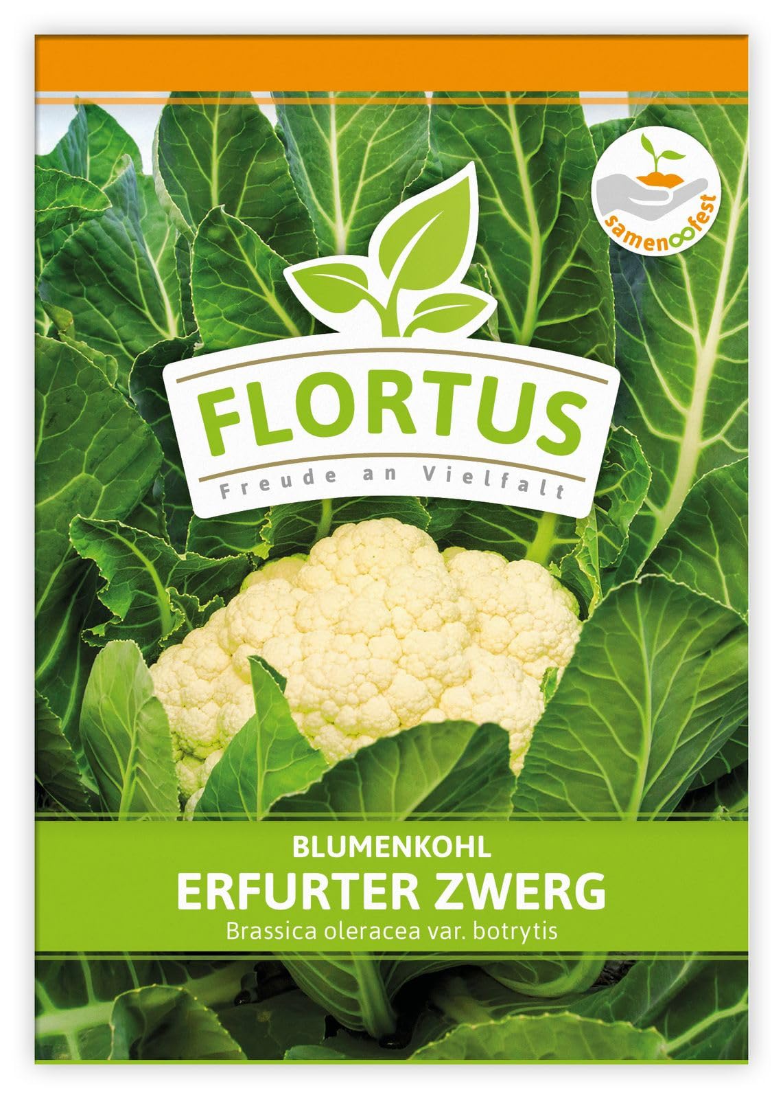 FLORTUS 2000-0483-100x Blumenkohl Erfurter Zwerg (100 Stück) (Blumenkohlsamen)