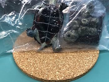 ネイチャーテクニカラー　日本のカメ　クサガメセット Amazon | ネイチャーテクニカラー 日本 の カメ 特装版 × 全6種