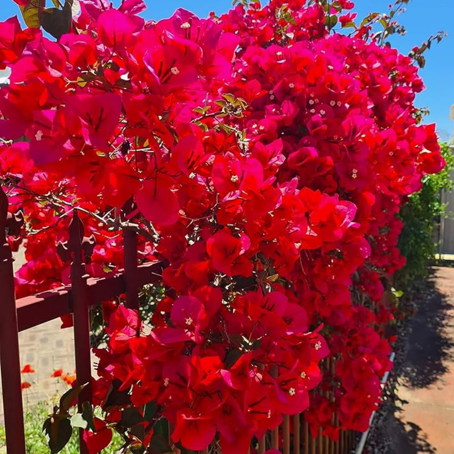 Rare Red Double Bougainvillea – Live Plant for Pergolas, Trellises & Vertical Garden Displays-image-12