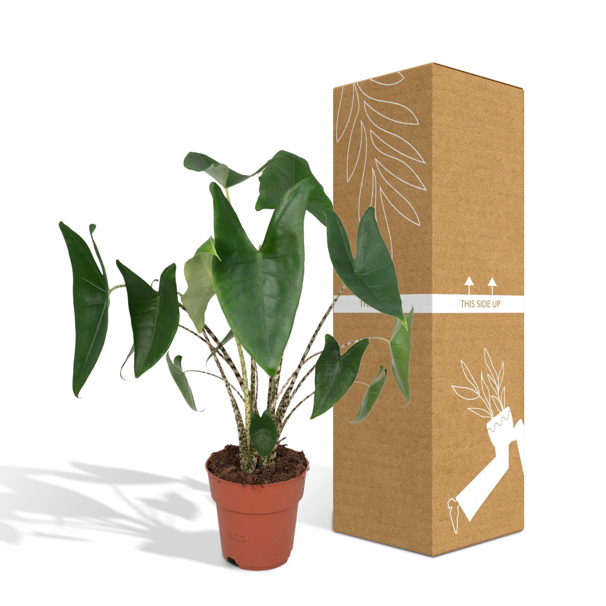 glücksfeder blog Glücksfeder kaufen – Green Me Up