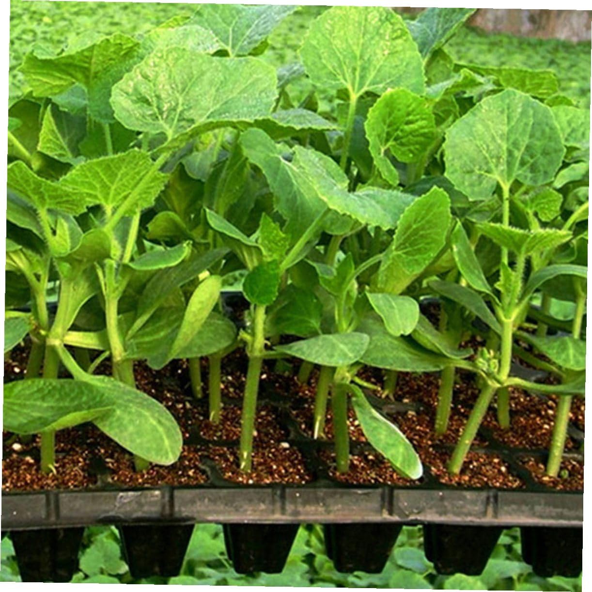 HEMOTON Vassoio Germinazione 200 Celle Nero in Plastica Riciclata 5 Pezzi | Design a Fori Aperti, Bordi Lisci, per Semina Domestica, Adatto a Principianti