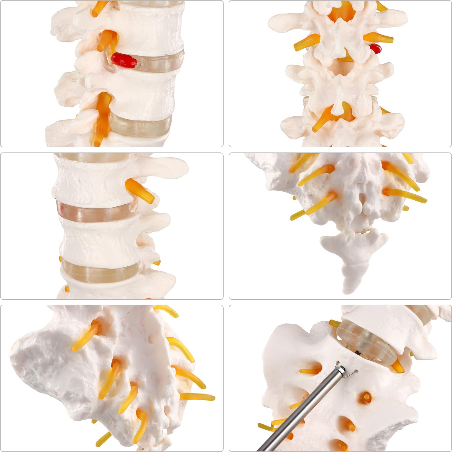 QWORK® Model anatomii naturalnej wielkości kręgosłupa z otwartą kością krzyżową