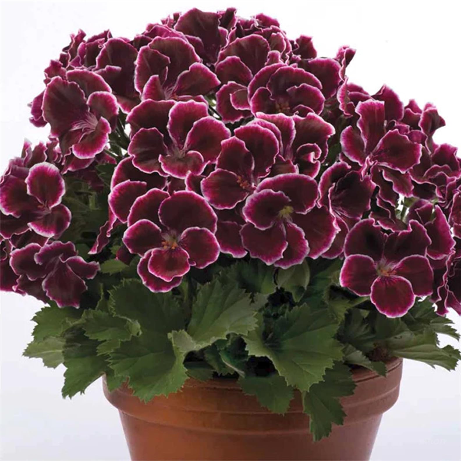 Garden Plants Flower Seeds 20+ Wine Red Geranium Ivy Flower Seeds