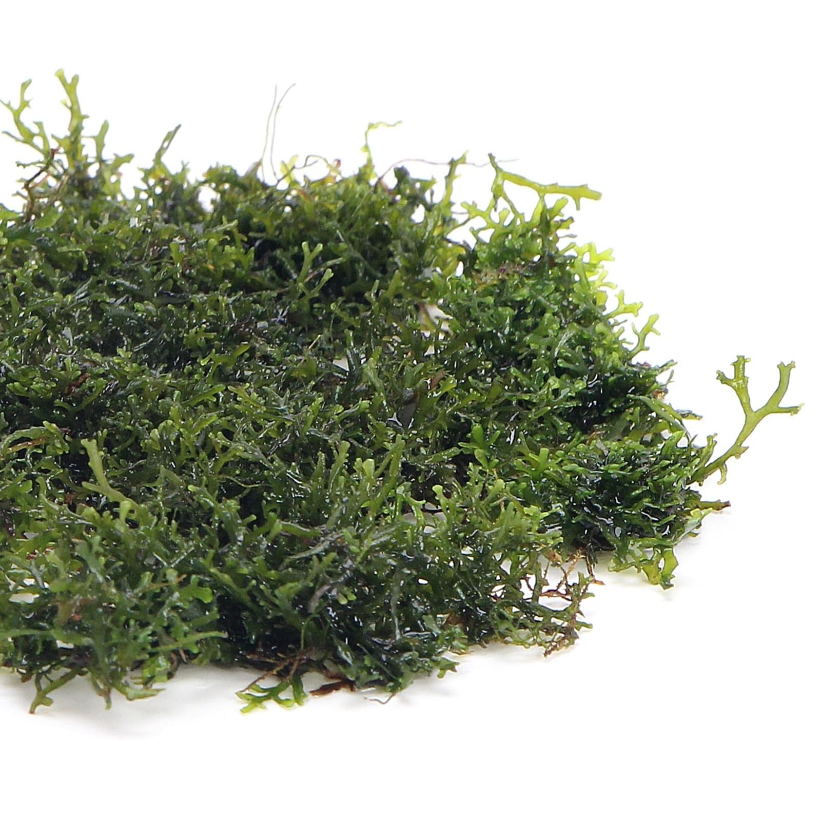 K2AQUA 20 Grams Mini Pelia Riccardia Chamedryfolia Coral Moss Live Aquarium Plants Freshwater Tropical Tank