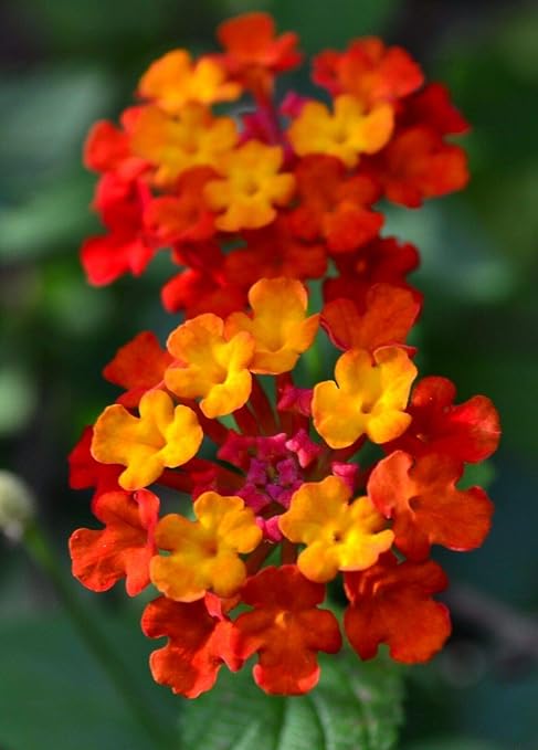 Amazon Co Jp 発芽seeds ランタナ ダラスレッド 赤黄 開花植物ブッシュ Live鉢植え Diy 工具 ガーデン