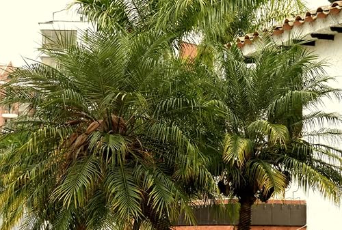 Semi di palma nana, Phoenix Roebelenii, 20 semi di Palma Roebelenii.