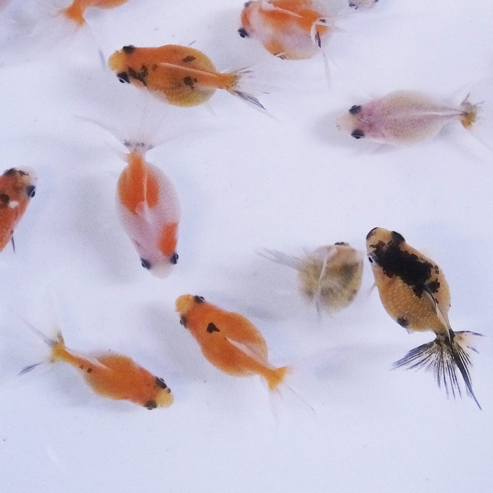 Amazon | 【生体】ピンポンパール 5匹 1cm～3cm前後 金魚 パール