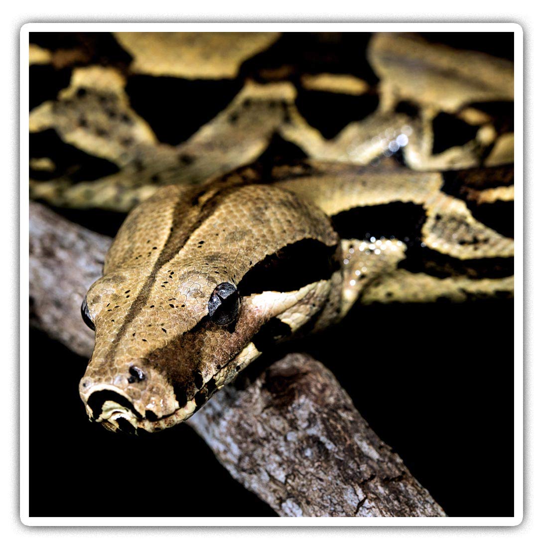 Destination Vinyl Ltd Multi 2 X Square 7.5Cm Vinyl Stickers - Boa Constrictor Snake Golden Brown 44409