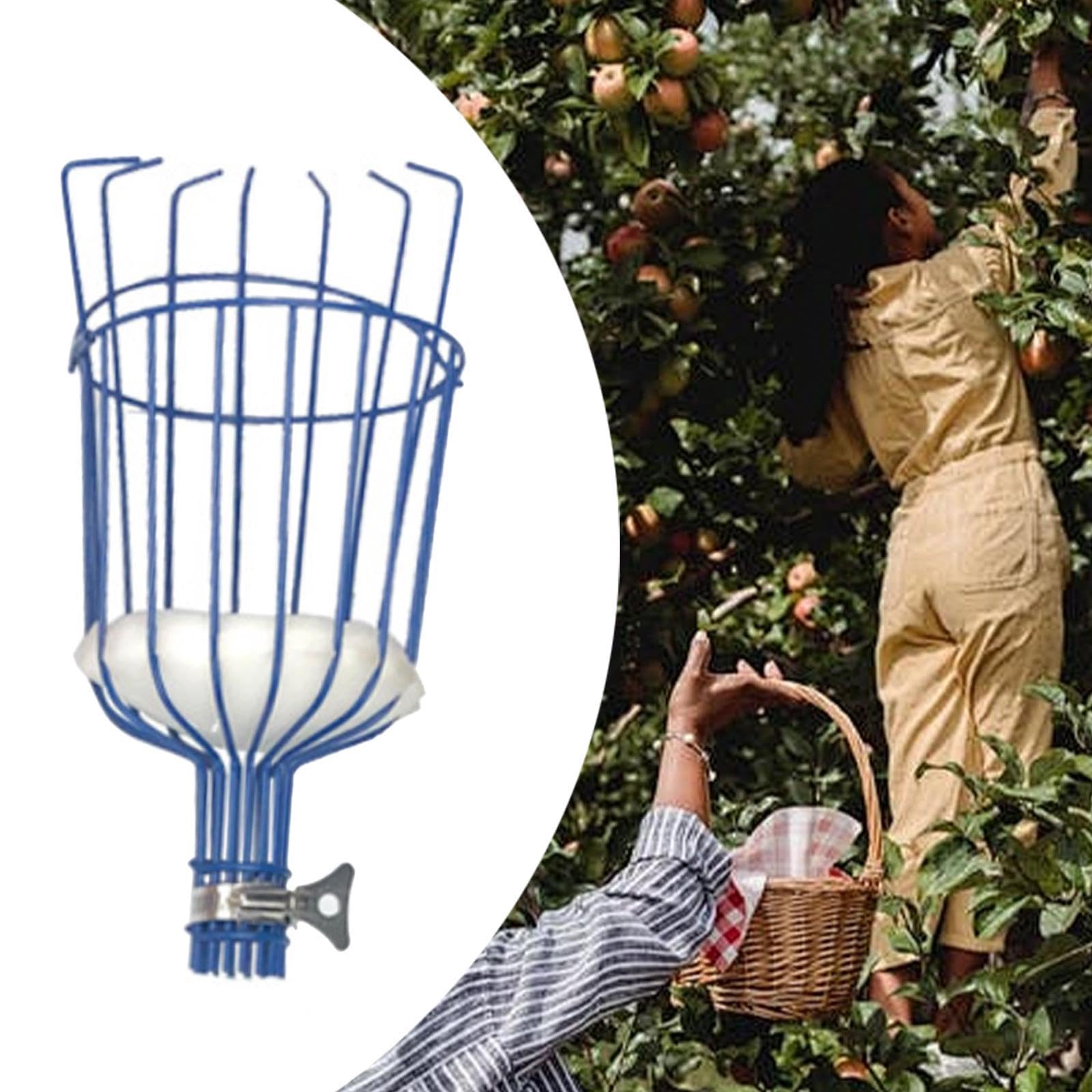 cueille-Fruits, Outil de Jardinage for la récolte des Fruits, Accessoire cueilleur d'arbres for mangues, Rouge(Blue)