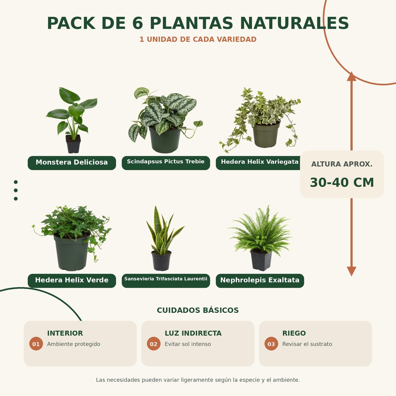 DECOALIVE Pack 6 Plantas de Interior para Colección Botánica