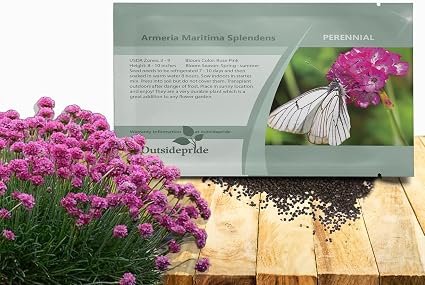 Outsidepride Splendens Armeria Flower Seeds