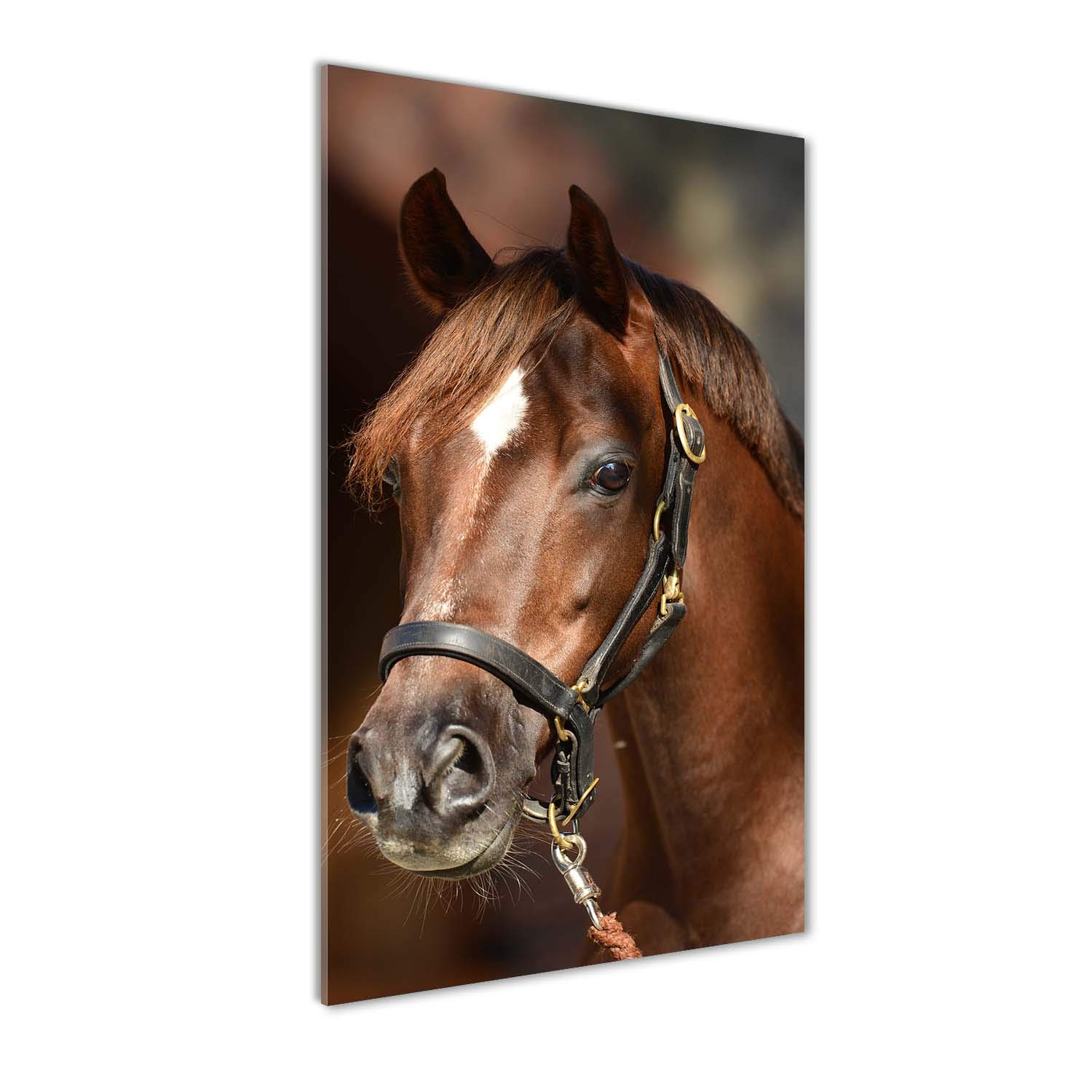 Impression sur verre acrylique 50x100 cm avec portrait d'un cheval brun par Tulup