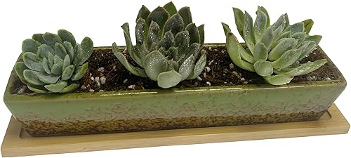 Miniatura 3 de Macetero para suculentas, macetas rectangulares de cerámica para suculentas, mini contenedores de flores con platillos de bambú para oficina,