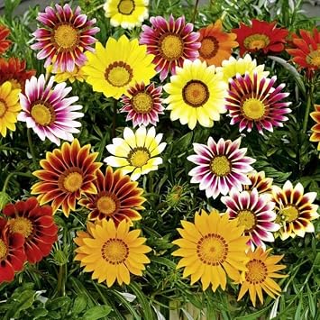 Seeds Treasure Flower Mix (Gazania) Annual Flowers for Planting