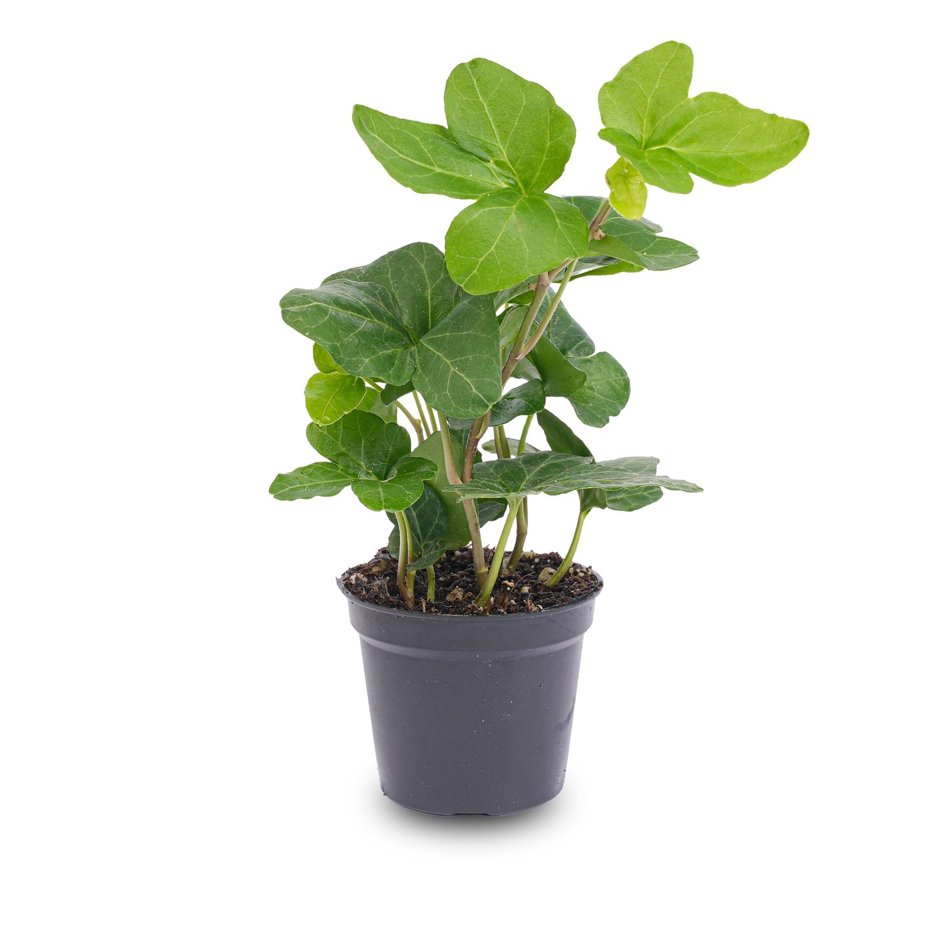 Hedera hélice - Ø 7 cm