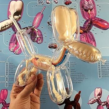 えいりあん様 バルーンドッグ アナトミー　ラージクリア　新品 骨解剖モデル 激安通販の えいりあん様 バルーンドッグ アナトミー ラージ