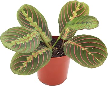 Red Maranta Prayer - 4 from California Tropicals