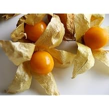 Pineapple Berry Physalis Pruinosa 250 Premium Seeds 100% Natural Seeds Absolute Rarity
